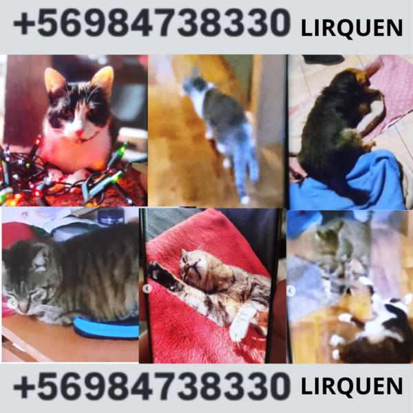 Se buscan Gatitos