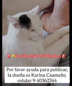Se busca Gatita