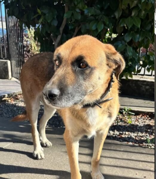 Perrita/o pérdida en Jaime Lea Plaza