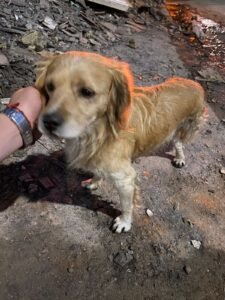 Perrito con 3 patitas sector Patria nueva Lirquen