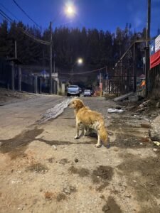 Perrito con 3 patitas sector Patria nueva Lirquen