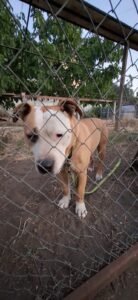 Mario busca hogar en San Pedro de la paz