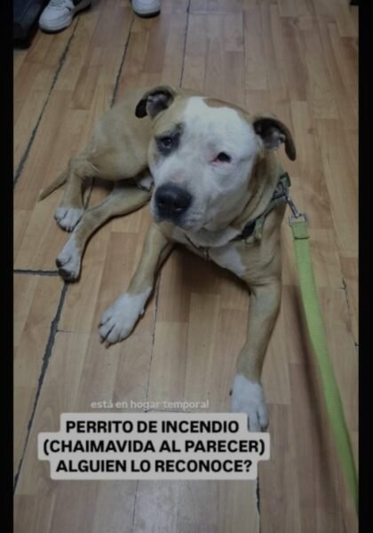 Mario busca hogar en San Pedro de la paz