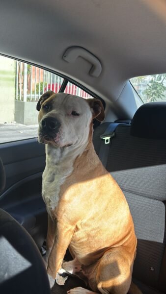 Mario busca hogar en San Pedro de la paz