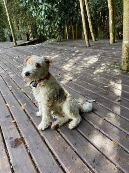 Fox Terrier Perdido