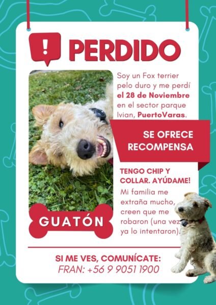 Fox Terrier Perdido