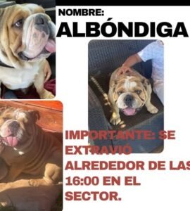 Perrito perdido en sector Santa Lucia