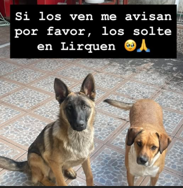 Se buscan 2 perros