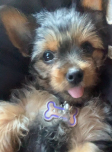 Se busca sector Miramar