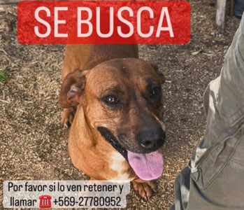 Se busca este perrito