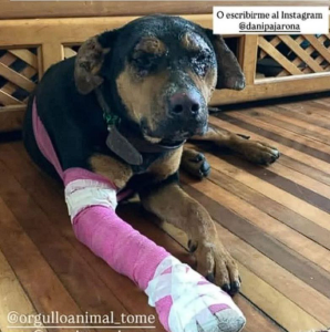 Perrita encontrada por Bomberos