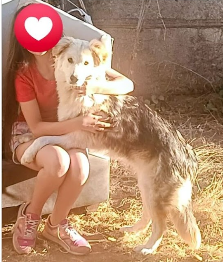 Perrita perdida en Punta de Parra