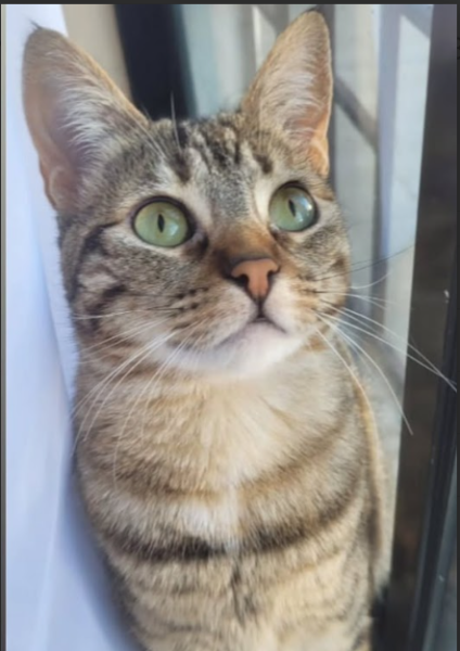 Gatita perdida en Penco