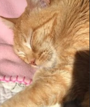 Se busca gatita Lirquen