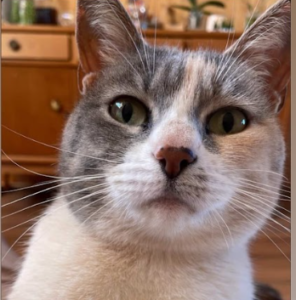 Gatita perdida en incendio PUENTE I