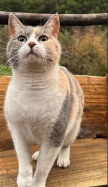 Gatita perdida en incendio PUENTE I