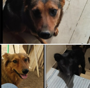 Extraviados Sector Lirquén