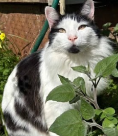 Se busca Gato perdido en Penco