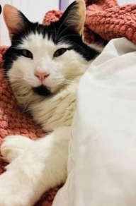 Se busca Gato perdido en Penco