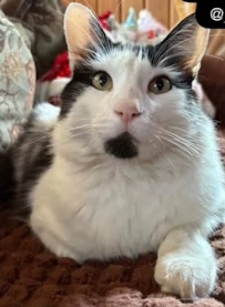 Se busca Gato perdido en Penco