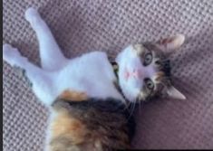 Gata perdida en Penco