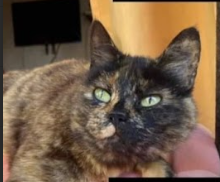 Gatita perdida en Penco