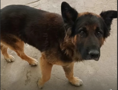 Perrito perdido Lirquén