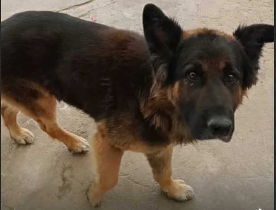 Perrito perdido Lirquén