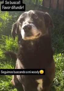 Seguimos buscando a Woody