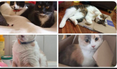 Gatitos perdidos en penco