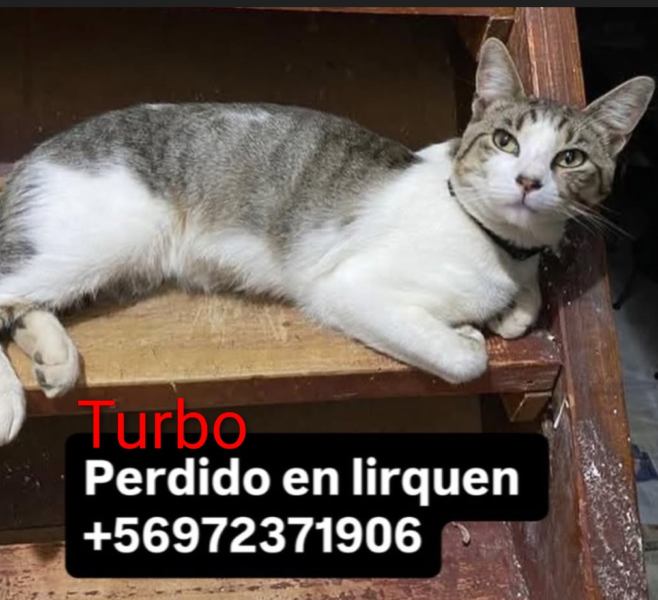 Se busca gatito