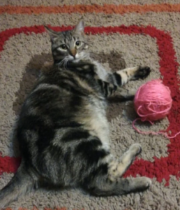 Se busca gata muy Arisca