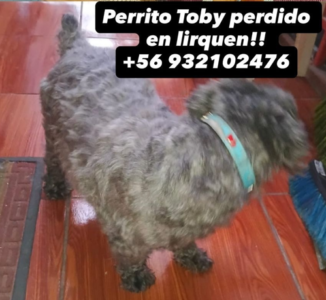 Perrito peridido en Lirquén!!