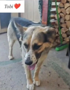 Jocelyn busca a Tobi