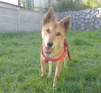 Se busca Perro pecho blanco y orejas grandes