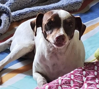 Se busca en Lirquén