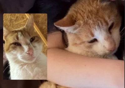 Gato extraviado por incendio