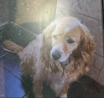 Perrito Senior perdido