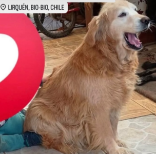 Se busca perrita PUPI