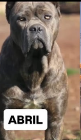 Se busca a Abril, sector Punta Parra