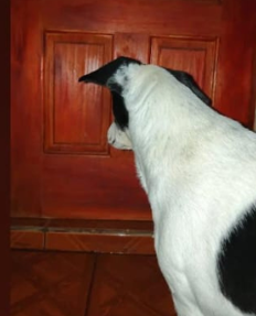 Se nos perdió la bebé de la casa