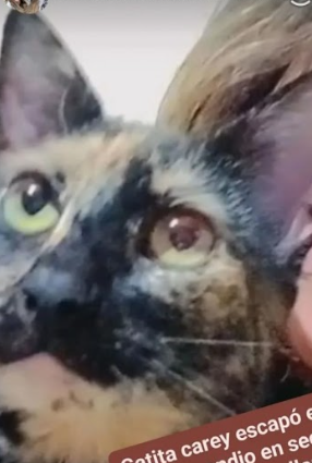 África, perdida en sector Villa Italia