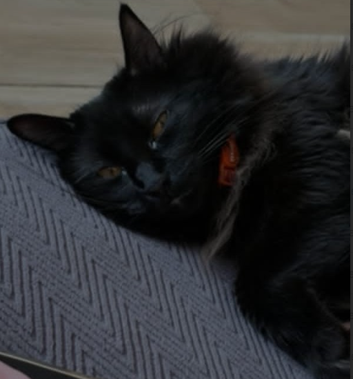 Se busca a Ari, extraviada sector Cerro Estanque