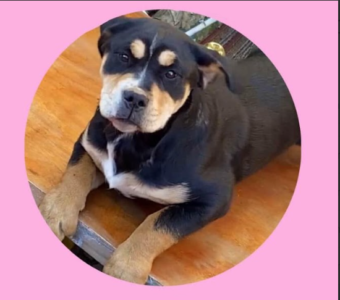 Se busca Atenea, extraviada en Lirquén