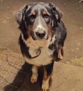 Se busca a Atom, Sector Punta de Parra