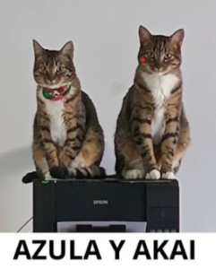 Se busca a Azula y Akai, extraviados sector Lirquén