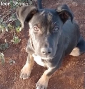 Se busca a Balu, Población Villa Alegre, Penco