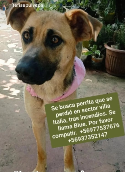 Se busca a Blue, Sector Villa Italia