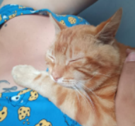 Se busca a Botas, Lirquén