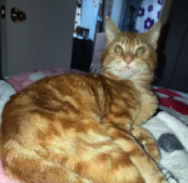 Se busca a Botas, Lirquén